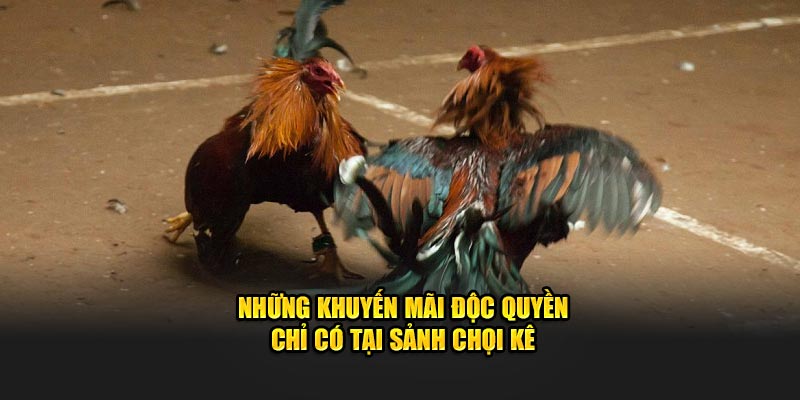 Những khuyến mãi độc quyền chỉ có tại sảnh chọi kê