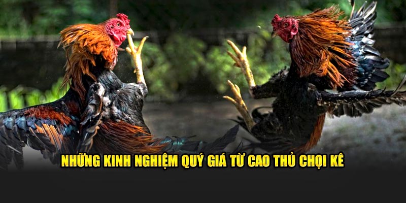 Những kinh nghiệm quý giá từ cao thủ chọi kê