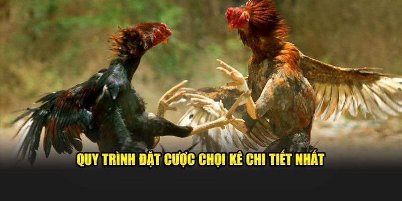 Quy trình đặt cược chọi kê chi tiết nhất