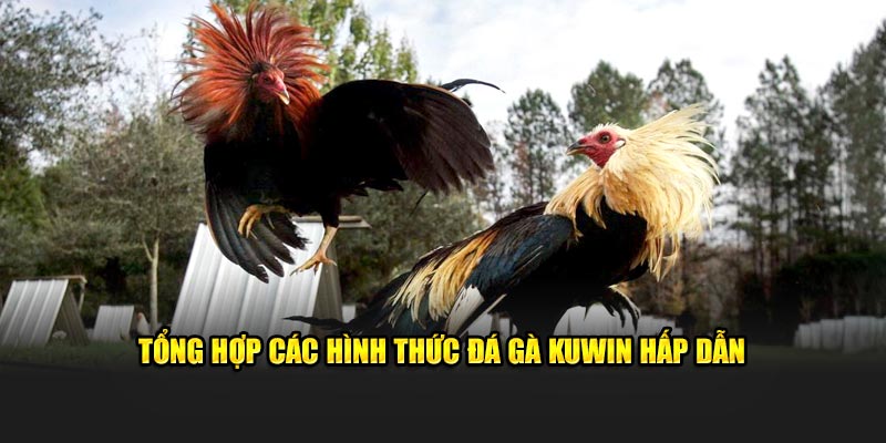 Tổng hợp các hình thức đá gà Kuwin hấp dẫn