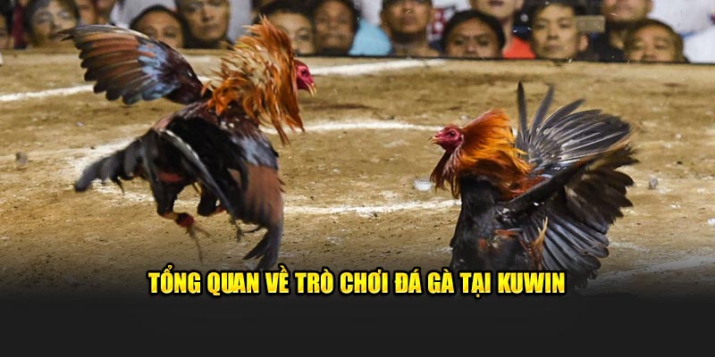 Tổng quan về trò chơi đá gà tại Kuwin